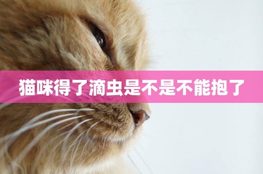 貓咪得了滴蟲是不是不能抱了