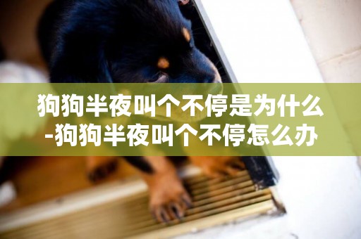 狗狗半夜叫個不停是為什么-狗狗半夜叫個不停怎么辦