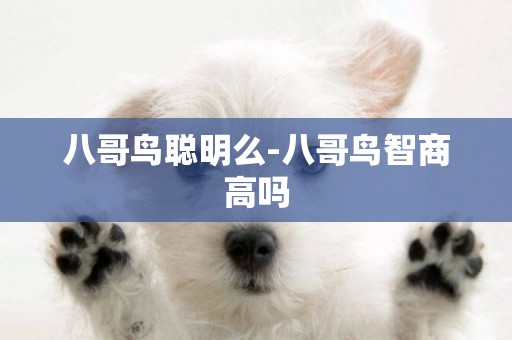 八哥鳥聰明么-八哥鳥智商高嗎