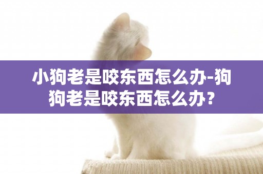 小狗老是咬東西怎么辦-狗狗老是咬東西怎么辦？