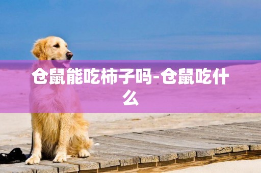 倉鼠能吃柿子嗎-倉鼠吃什么