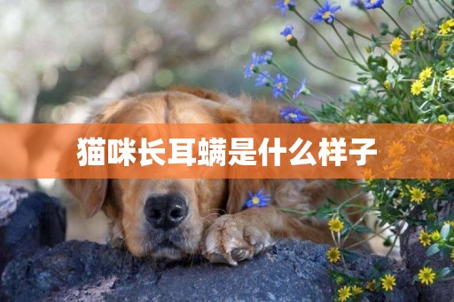 貓咪長耳螨是什么樣子