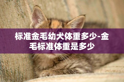 標準金毛幼犬體重多少-金毛標準體重是多少