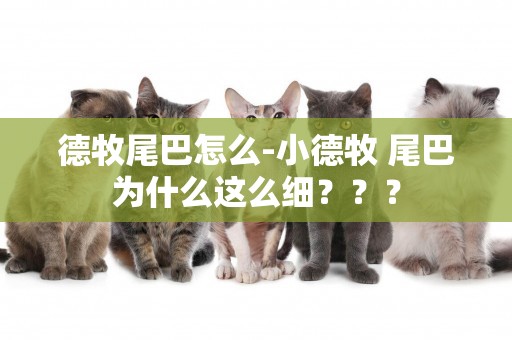 德牧尾巴怎么-小德牧 尾巴為什么這么細？？？