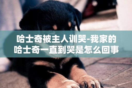 哈士奇被主人訓哭-我家的哈士奇一直到哭是怎么回事