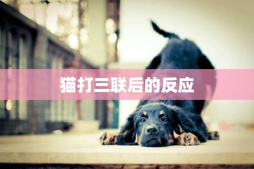 貓打三聯后的反應