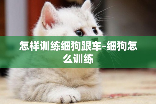 怎樣訓練細狗跟車-細狗怎么訓練