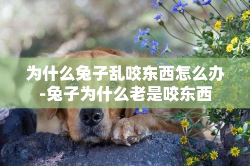 為什么兔子亂咬東西怎么辦-兔子為什么老是咬東西