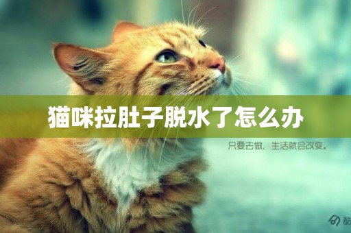 貓咪拉肚子脫水了怎么辦