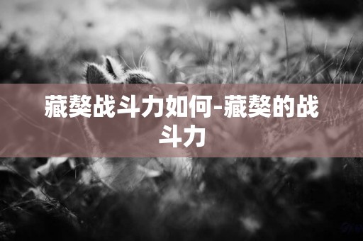藏獒戰斗力如何-藏獒的戰斗力