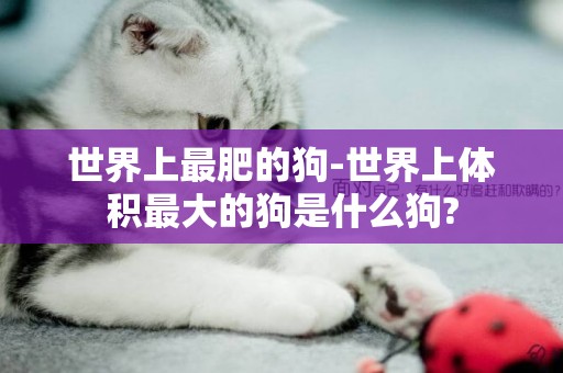 世界上最肥的狗-世界上體積最大的狗是什么狗?