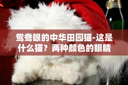 鴛鴦眼的中華田園貓-這是什么貓？兩種顏色的眼睛
