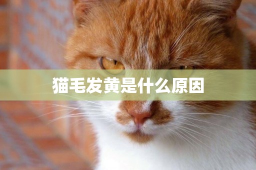 貓毛發黃是什么原因