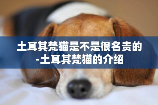 土耳其梵貓是不是很名貴的-土耳其梵貓的介紹