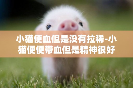 小貓便血但是沒有拉稀-小貓便便帶血但是精神很好
