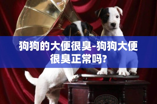 狗狗的大便很臭-狗狗大便很臭正常嗎?