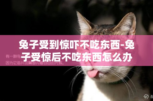 兔子受到驚嚇不吃東西-兔子受驚后不吃東西怎么辦
