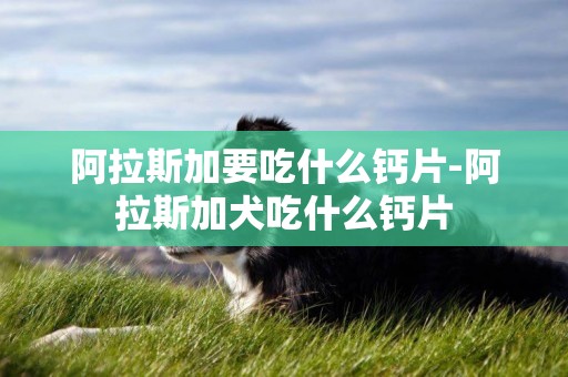 阿拉斯加要吃什么鈣片-阿拉斯加犬吃什么鈣片