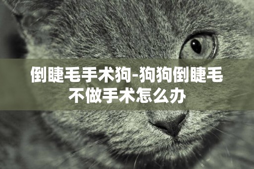 倒睫毛手術狗-狗狗倒睫毛不做手術怎么辦