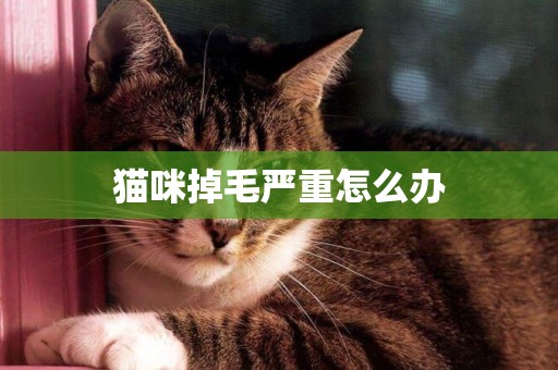 貓咪掉毛嚴重怎么辦