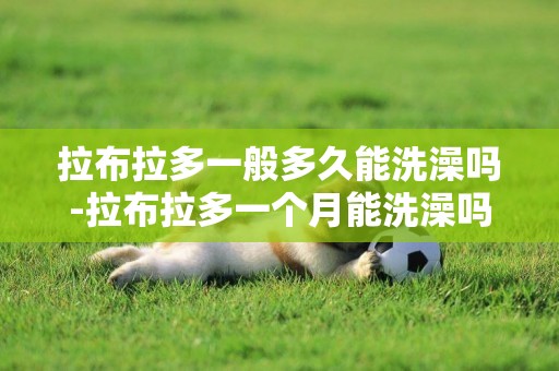 拉布拉多一般多久能洗澡嗎-拉布拉多一個月能洗澡嗎
