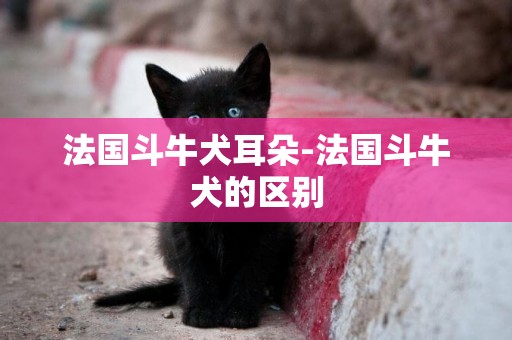 法國斗牛犬耳朵-法國斗牛犬的區別