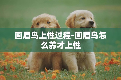 畫眉鳥上性過程-畫眉鳥怎么養才上性