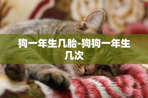 狗一年生幾胎-狗狗一年生幾次