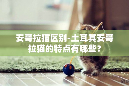 安哥拉貓區別-土耳其安哥拉貓的特點有哪些？