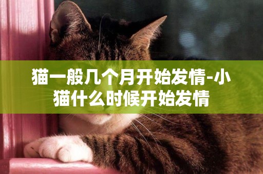 貓一般幾個月開始發情-小貓什么時候開始發情