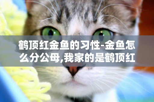 鶴頂紅金魚的習性-金魚怎么分公母,我家的是鶴頂紅