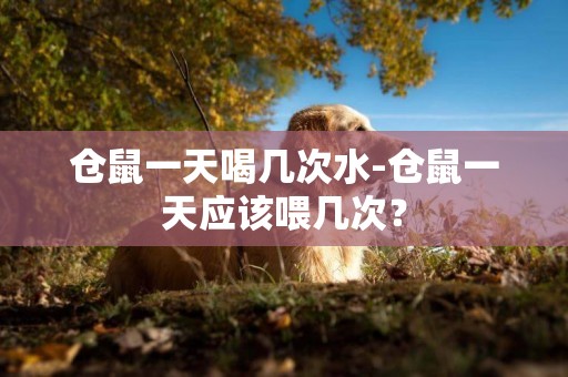 倉鼠一天喝幾次水-倉鼠一天應該喂幾次？