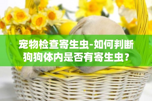 寵物檢查寄生蟲-如何判斷狗狗體內是否有寄生蟲？
