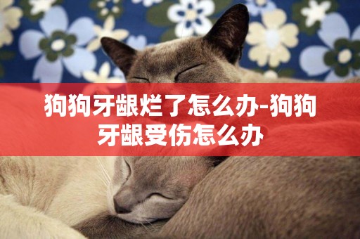狗狗牙齦爛了怎么辦-狗狗牙齦受傷怎么辦