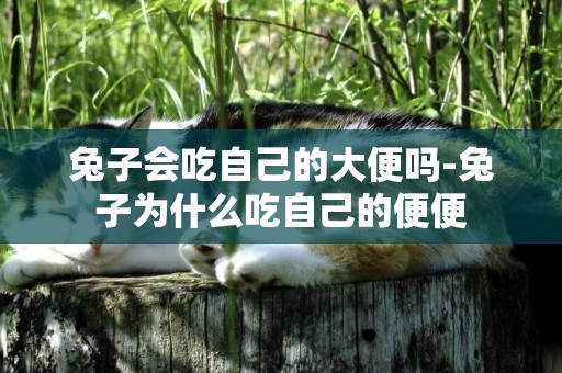 兔子會吃自己的大便嗎-兔子為什么吃自己的便便