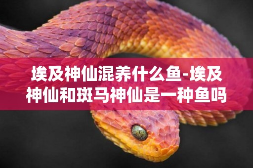 埃及神仙混養什么魚-埃及神仙和斑馬神仙是一種魚嗎