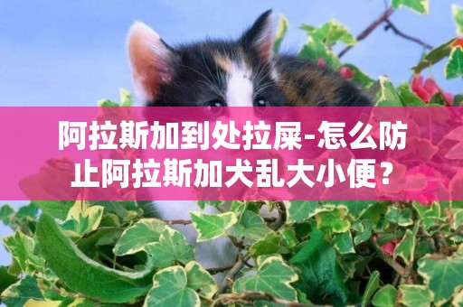 阿拉斯加到處拉屎-怎么防止阿拉斯加犬亂大小便？