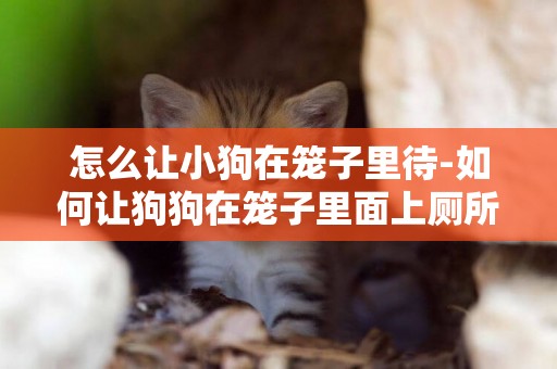 怎么讓小狗在籠子里待-如何讓狗狗在籠子里面上廁所