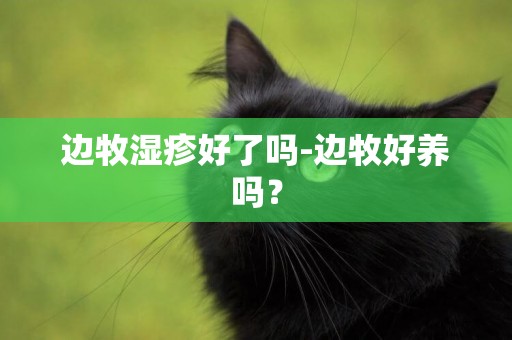 邊牧濕疹好了嗎-邊牧好養嗎？