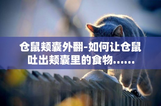 倉鼠頰囊外翻-如何讓倉鼠吐出頰囊里的食物……