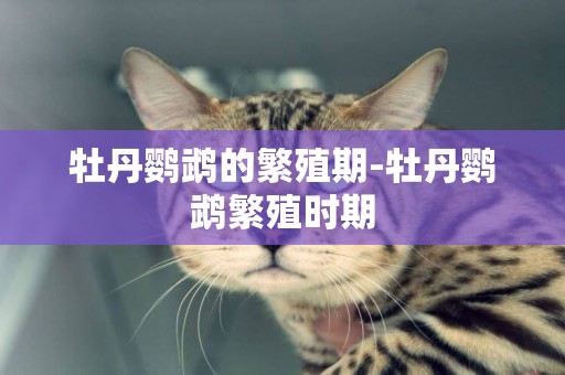 牡丹鸚鵡的繁殖期-牡丹鸚鵡繁殖時期