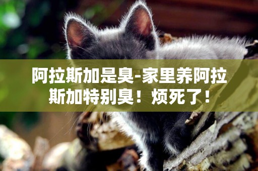 阿拉斯加是臭-家里養阿拉斯加特別臭！煩死了！