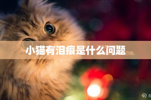 小貓有淚痕是什么問題