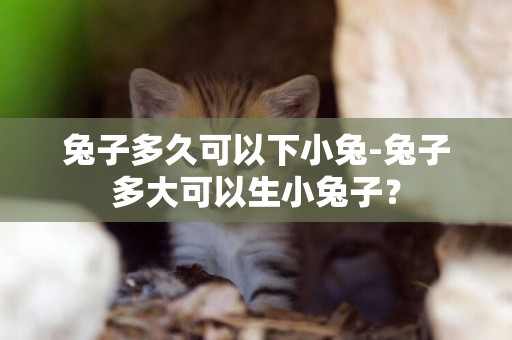 兔子多久可以下小兔-兔子多大可以生小兔子？