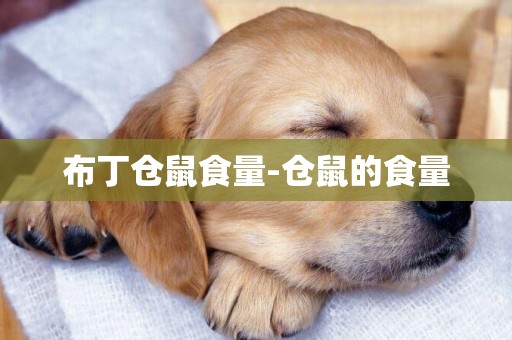 布丁倉鼠食量-倉鼠的食量