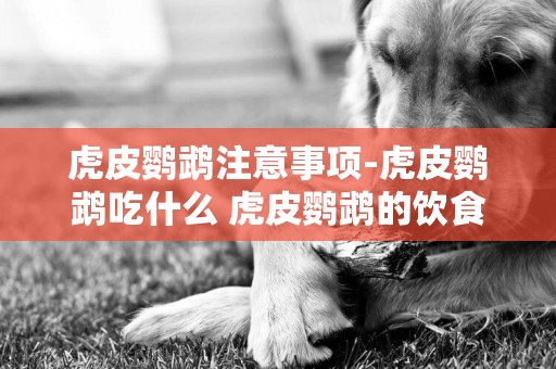 虎皮鸚鵡注意事項-虎皮鸚鵡吃什么 虎皮鸚鵡的飲食禁忌