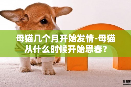 母貓幾個月開始發情-母貓從什么時候開始思春？