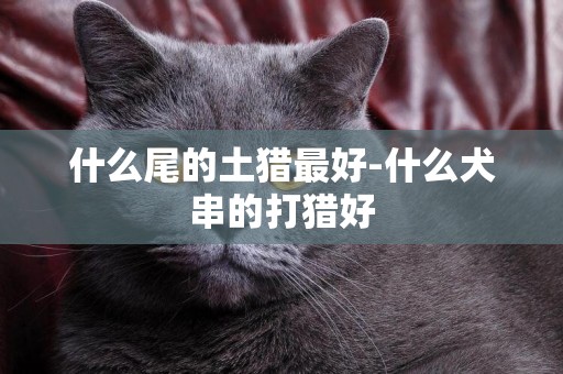 什么尾的土獵最好-什么犬串的打獵好