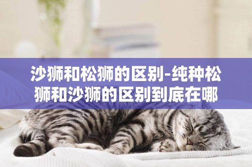 沙獅和松獅的區別-純種松獅和沙獅的區別到底在哪