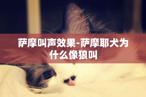 薩摩叫聲效果-薩摩耶犬為什么像狼叫